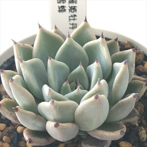 �����A�� yuk�G�P�x���A �����P���O×��I �����A�� �D�؉�����̕c �������� �G�P�x���A 6cm�|�b�g