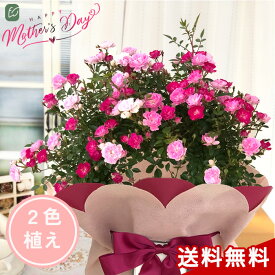クーポン＆早割 母の日 プレゼント バラ 2色植え リング仕立て 5号鉢 送料無料 母の日ギフト 花 鉢植え つるバラ