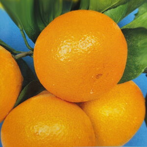 \̔ ⴍʎc ݂c 瑁 12cm|bg nCubhk c  k ʎc ږؕc kik 3{ȍ~