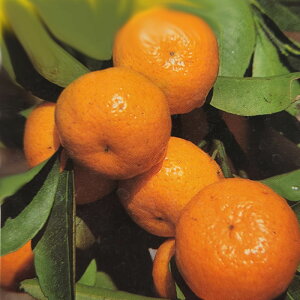 \̔ ⴍʎc ݂c ݂ 12cm|bg ~J c  k ʎc ږؕc kik 3{ȍ~