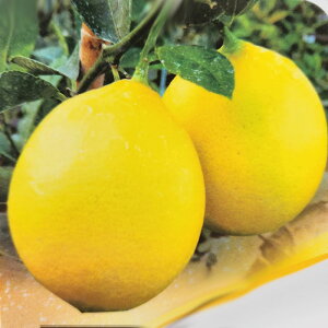 \̔ ⴍʎc c }C[ 12cm|bg ̖ EG _k c  k ʎc ږؕc kik 3{ȍ~