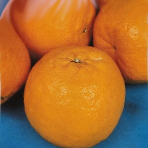 \̔ ⴍʎc |J 12cm|bg c  k ʎc ږؕc kik 3{ȍ~