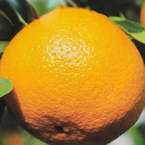 \̔ ⴍʎc ÉĂ݂ 12cm|bg ܂Ȃ c  k ʎc ږؕc kik 3{ȍ~