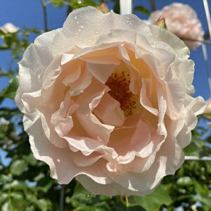 \̔ oc oڕc o RR oc KN ΂  IW AvRbg troc 12{ȍ~