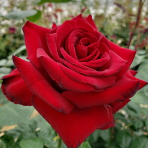 \̔ o c o Vc  Vc}hi lG炫 KN ΂  hbs 4{ȍ~