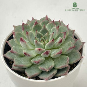 A hmGPxA Vmq A GPxA 6cm|bg