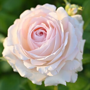 \̔ o c o Vc fo[ \@W[keGpbV io^o蒆 lG炫 KN ΂  sN has 4{ȍ~