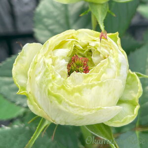 \̔ oc oc  _i KN ΂  Yc [Y IWii 2way[Y oko 12{ȍ~