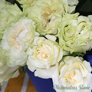 \̔ oc oc 啟 _i KN ΂  Yc [Y IWii 2way[Y oko 12{ȍ~