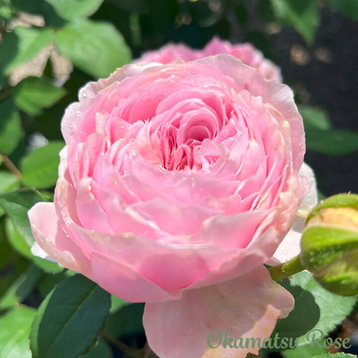 楽天市場】バラ苗 バラ大苗 トイプー 契約品種 薔薇 ばら 送料無料 