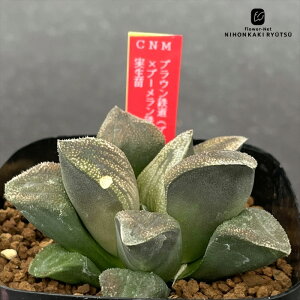 A ninI`A uESiuEVK[×Sj×u[Siu[×Sj c 0926-018 A JN^XjVc i̔  nI`A 7.