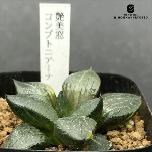 A ninI`A  RvgjA[i 0926-025 A JN^XjVc i̔  nI`A 7.5cm|bg