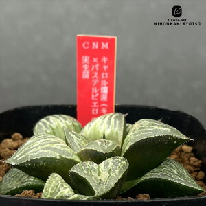 yyVX[p[Z[ P5{z A ninI`A LࣖiL×tࣖj×pXesGiJXP[h×sGj c 0926-035 A JN^XjVc i̔ 