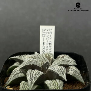 A ninI`A r[hiPosO×j×o[hX^[ih[zCg×ofBAj r[hX^[iNS1/1j 0926-043 A JN^XjVc i̔  