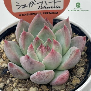 多肉植物 kswエケベリア チワワエンシスシュガーハート 柏屋商店さん苗 エケベリア 6cmポット