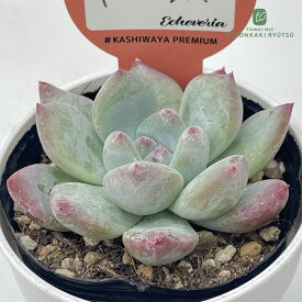多肉植物 kswエケベリア ドリームラッキー 柏屋商店さん苗 エケベリア 6cmポット