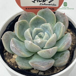 A kswGPxA zCg}K Xc GPxA 6cm|bg