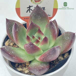 A kswGPxA z Xc GPxA 6cm|bg