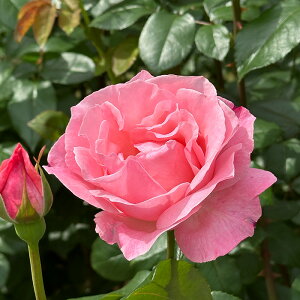 \̔ oc oc  NC[GUxX lG炫 KN ΂ sN troe 12{ȍ~