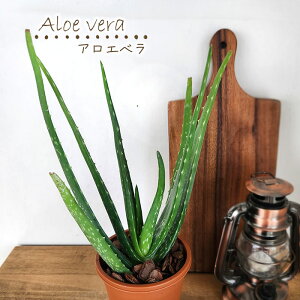 アロエ 観葉植物の人気商品 通販 価格比較 価格 Com