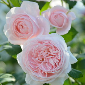 予約販売 バラ苗 バラ大苗 デルバール ナエマ 四季咲き 薔薇 ばら 送料無料 ピンク hao 12月中旬以降発送