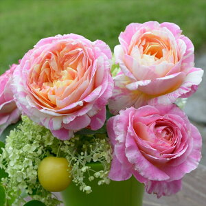 \̔ oc oc fo[ N[hl o^i lG炫 KN ΂  sN hao 2{ȍ~