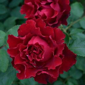 予約販売 バラ苗 バラ大苗 デルバール オマージュアバルバラ 契約品種 四季咲き 薔薇 ばら 送料無料 赤 hao 2月中旬以降発送