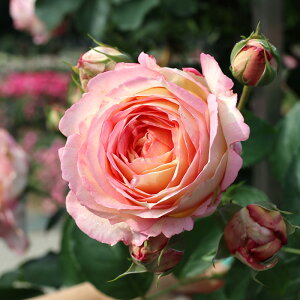 \̔ oc oc fo[ ybV{{ o^i lG炫 KN ΂  sN hao 2{ȍ~