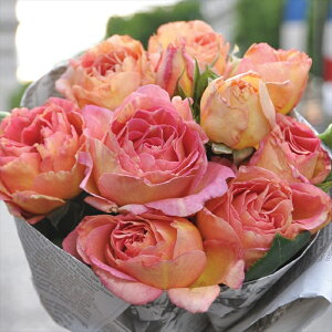 \̔ oc oc fo[ pWFk o^i lG炫 KN ΂   IW hao 2{ȍ~