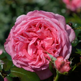 予約販売 バラ苗 バラ大苗 デルバール ラローズドゥモリナール 登録品種 四季咲き 薔薇 ばら 送料無料 ピンク hao 2月中旬以降発送