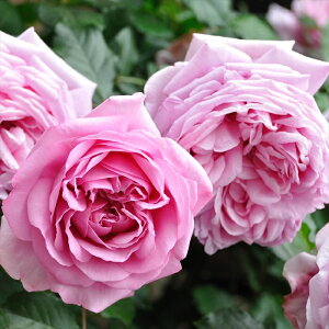 \̔ oc oc fo[ [Y |phD[ o^i lG炫 KN ΂  sN hao 2{ȍ~