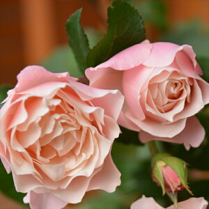 \̔ oc oc T IGeBX _tl o^i lG炫 KN ΂  sN hao 2{ȍ~