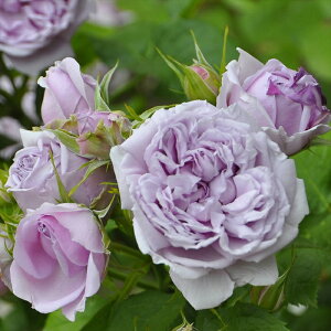 \̔ oc oc T IGeBX VGu[ o^i lG炫 KN ΂   hao 2{ȍ~