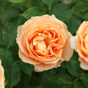 \̔ oc oc fo[ h`FB[^ o^i lG炫 KN ΂  F hao 2{ȍ~