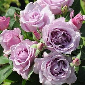 \̔ oc oc ͖{o 闈iCGCVj o^i lG炫 KN ΂   hao 12{ȍ~