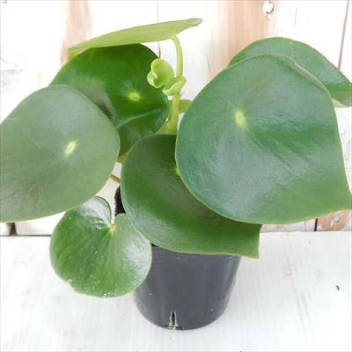 楽天市場 ペペロミア ジェイド 9cmポット 観葉植物 インテリア おしゃれ フラワーネット 日本花キ流通
