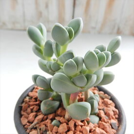 楽天市場 多肉 植物 メセンの通販