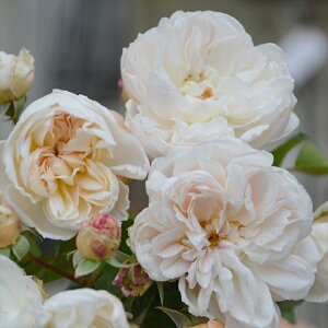 \̔ oc oc T IGeBX AAhl o^i lG炫 KN ΂  AvRbg hao 2{ȍ~