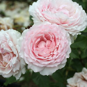 \̔ oc oc T IGeBX GEfB[`F o^i lG炫 KN ΂  sN hao 2{ȍ~