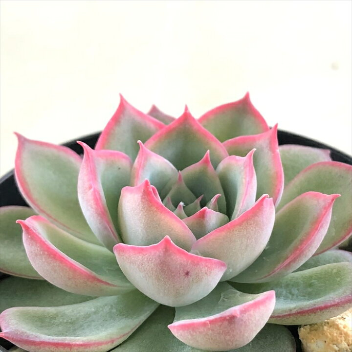 楽天市場 多肉植物 Skエケベリア シルエット 多肉植物 エケベリア 7 5cmポット フラワーネット 日本花キ流通