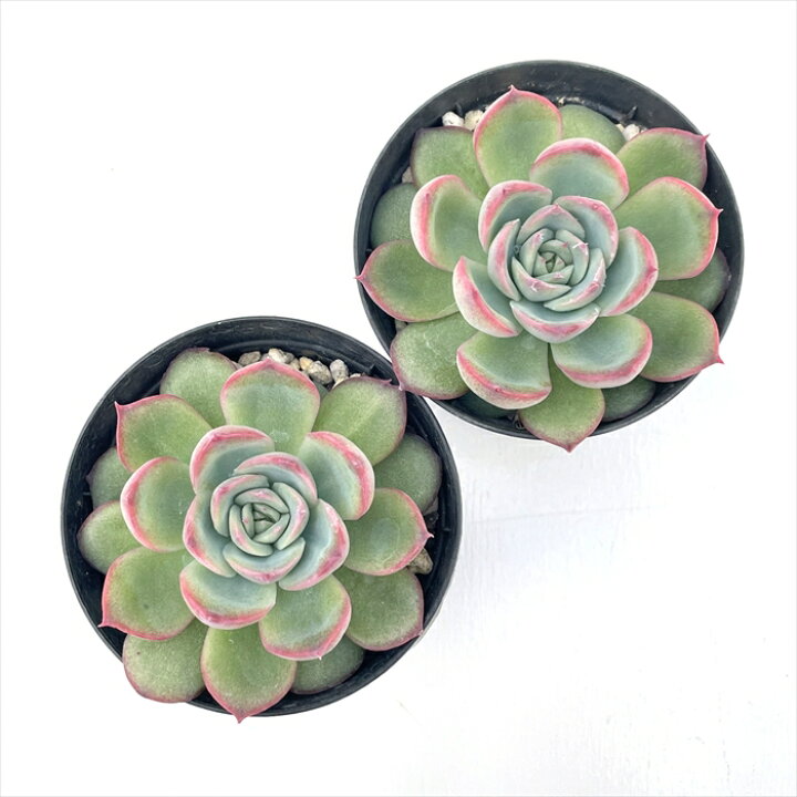 521円 最新アイテム 多肉植物 Swkエケベリア ブラッドマリア エケベリア 7 5cmポット