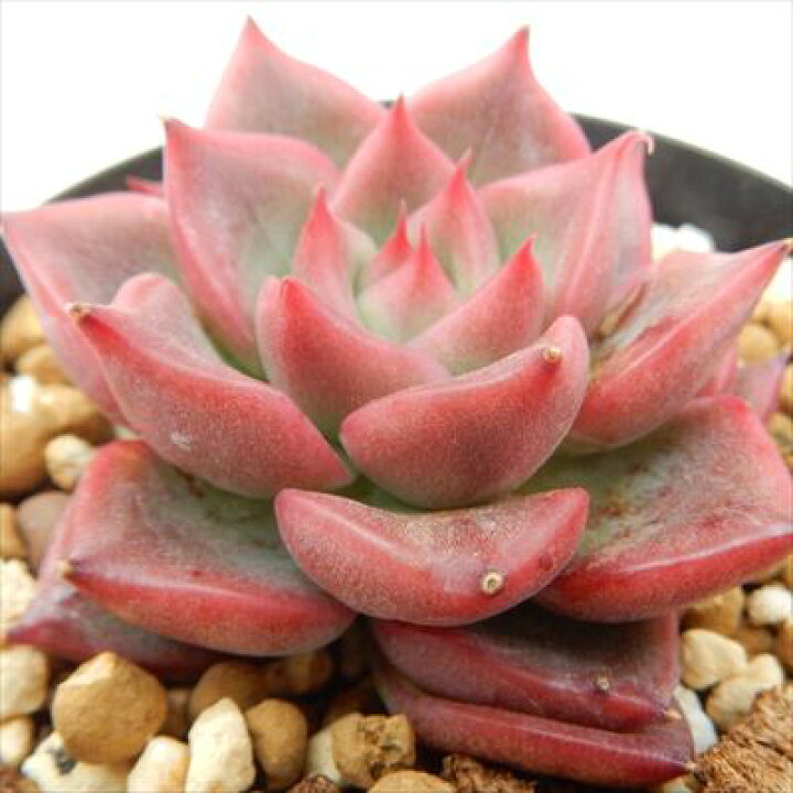 楽天市場 多肉植物 Swkエケベリア フロリディティー 多肉植物 エケベリア 7 5cmポット フラワーネット 日本花キ流通