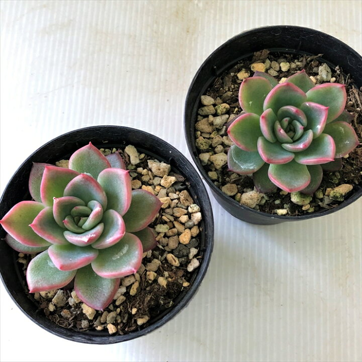 楽天市場】多肉植物 skエケベリア フロリディティー 多肉植物 