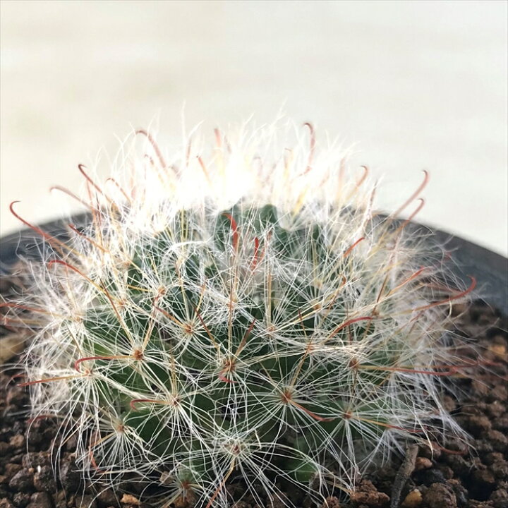 楽天市場 多肉植物 Guサボテン 赤花高砂 多肉植物 7 5cmポット フラワーネット 日本花キ流通