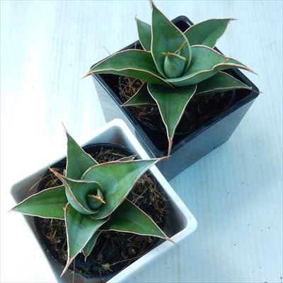 サンスベリア ピングイキュラ 3.5号鉢 観葉植物 サンセベリア | フラワーネット 日本花キ流通