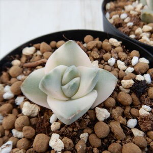 A hmNbX [OE I̐ A NbX 6cm|bg