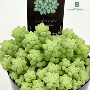 多肉植物 seセダム ばらまき新玉つづり タマツヅリ 信華園さんの苗 7.5cmポット