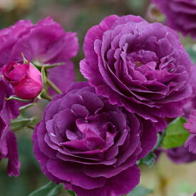 予約販売 バラ苗 バラ大苗 ドリュ ミステリューズ 登録品種 四季咲き 薔薇 ばら 送料無料 紫 hao 12月中旬以降発送