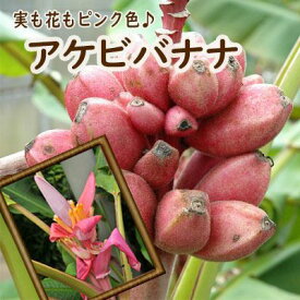 バナナ苗 かわいいピンクのバナナ アケビバナナ トロピカルフルーツ 10.5cmポット exp