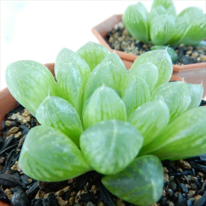 楽天市場 多肉植物 Nmハオルチア 光るオブツーサ 多肉植物 ハオルチア 6cmポット フラワーネット 日本花キ流通